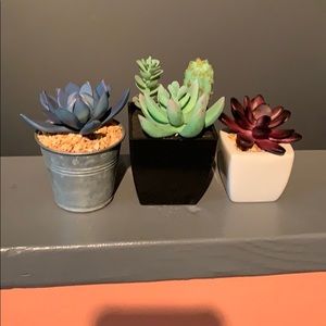 Succulents